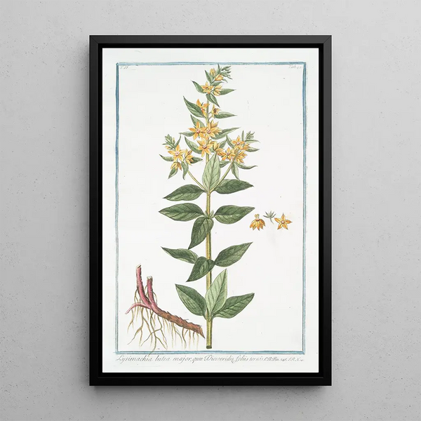 Lysimachia lutea major qu Discoridis foliis ternis Lysimaque - Giorgio Bonelli — framed artwork on a wall