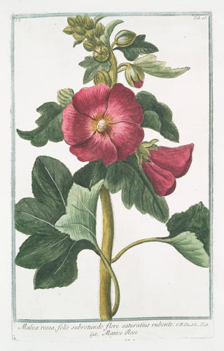 Giorgio Bonelli - Malva Rosea folio subrotundo flore saturatius rubente Mauve Rose.webp