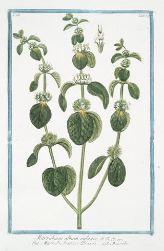 Giorgio Bonelli - Marrubium album vulgare Marrubio bianco e Orassio Marrube White Horehound.webp