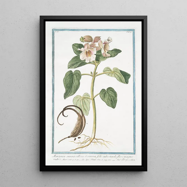 Martynia annua villosa et viscosa folio subrotundo flore magno rubro Proposcitea Martynie cornue - Giorgio Bonelli — framed artwork on a wall