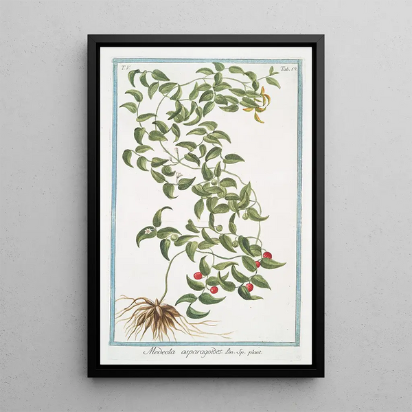 Medeola asparagoides - Giorgio Bonelli — framed artwork on a wall