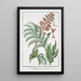 Melianthus Africanus Melianto Africano Mélianthe - Giorgio Bonelli — framed artwork on a wall