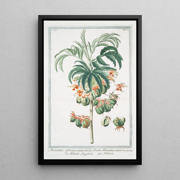 Melianthus africanus minor foetidus Boerh Melianthus minor Mélianthe mineur - Giorgio Bonelli — framed artwork on a wall