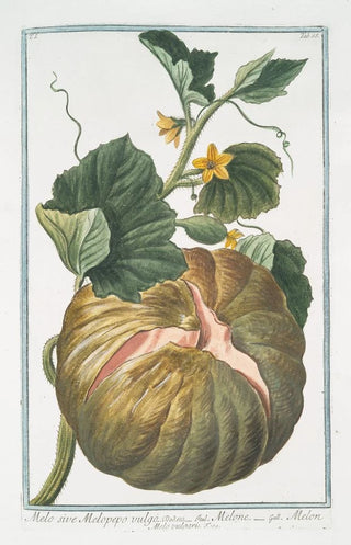 Giorgio Bonelli - Melo sive Melopepo vulgo Melone Melon Melo vulgaris.webp