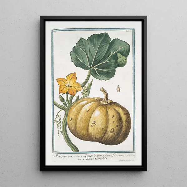 Melopepo verruscosus albicans leviter striatus folio aspero Courge verruqueuse - Giorgio Bonelli — framed artwork on a wall