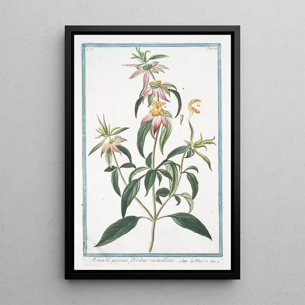 Monarda puntata floribus verticillatis Monarde ponctuée - Giorgio Bonelli — framed artwork on a wall