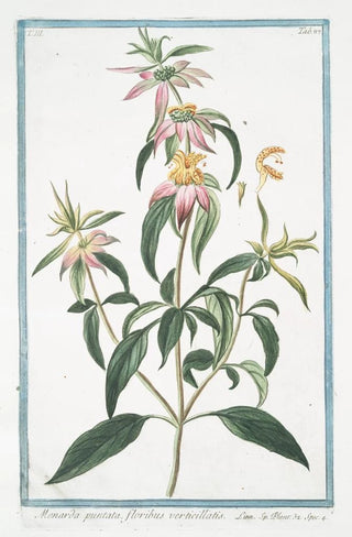 Giorgio Bonelli - Monarda puntata floribus verticillatis Spotted bee balm Horse mint with blooming flowers.webp