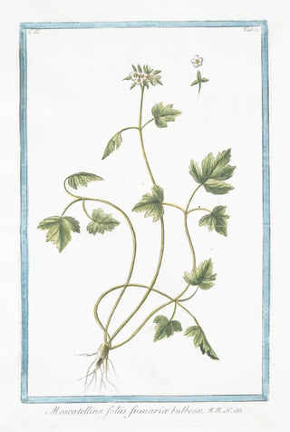 Giorgio Bonelli - Moscattelina foliis fumari bulbos.webp