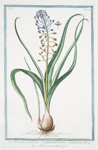 Giorgio Bonelli - Muscara arvense latifolium coma caerulea Musari torchino Grape hyacinth.webp