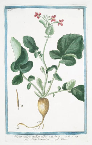 Giorgio Bonelli - Napus sativa radice alba Napo domestico Naver Turnip family.webp