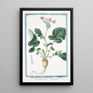 Giorgio Bonelli - Napus sativa radice alba Napo domestico Naver Turnip family.webp