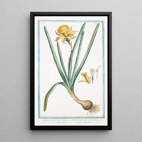 Narcissus flavus tubo oblongo rotundo in margine fimbriato Trombone Narcisse jaune - Giorgio Bonelli — framed artwork on a wall