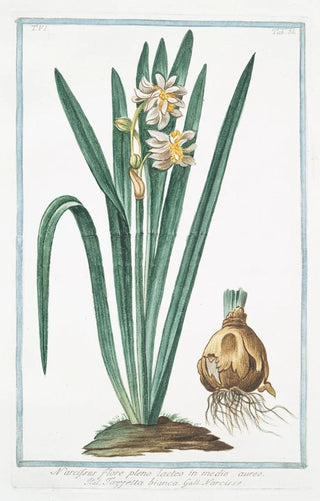 Giorgio Bonelli - Narcissus flore pleno lacteo in medio aureo Tazzetta bianca Narcisse.webp