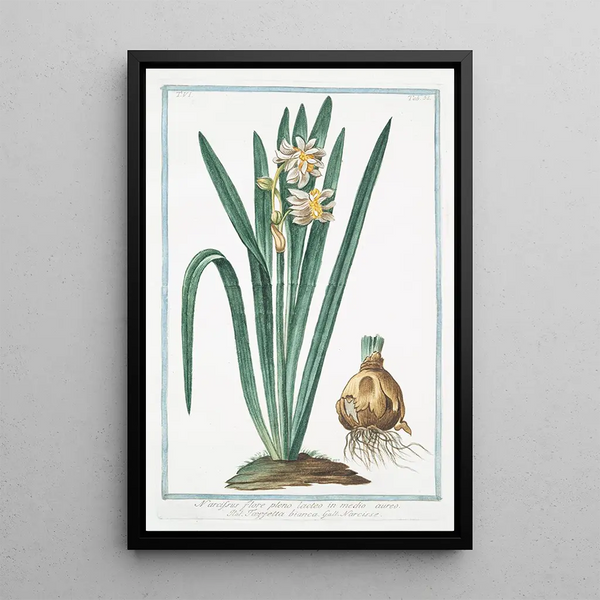 Narcissus in full bloom with milky flowers in a golden frame, white Tazzetta, Narcissus - Giorgio Bonelli — framed artwork on a wall