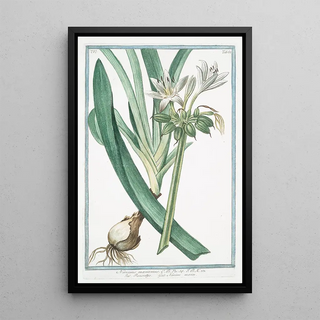 Giorgio Bonelli - Narcissus maritimus Pancratzio Narcisse marin Sea daffodil.webp