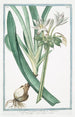 Narcissus maritimus Pancratzio Narcisse marin - Giorgio Bonelli — artwork view