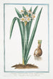 Narcissus montanus flore lacteo cratere flavo Tazzetta di Prato Narcisse - Giorgio Bonelli — artwork view