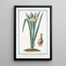 Narcissus montanus flore lacteo cratere flavo Tazzetta di Prato Narcisse - Giorgio Bonelli — framed artwork on a wall