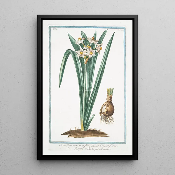 Narcissus montanus flore lacteo cratere flavo Tazzetta di Prato Narcisse - Giorgio Bonelli — framed artwork on a wall