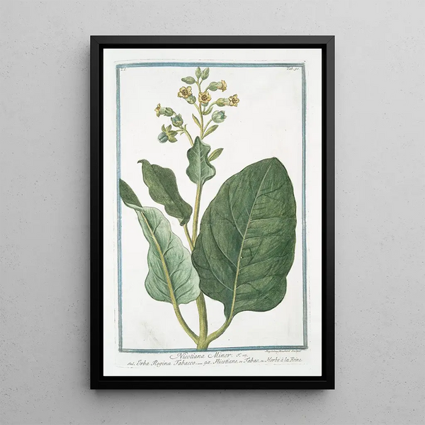Nicotiana minor Erba Regina Tabacco Nicotiane ou Tabac ou Herbe la Rhine Tabac - Giorgio Bonelli — framed artwork on a wall