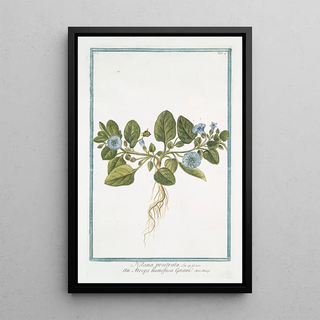 Giorgio Bonelli - Nolana prostrata an Atropa humifusa Govani Trailing Nolana.webp