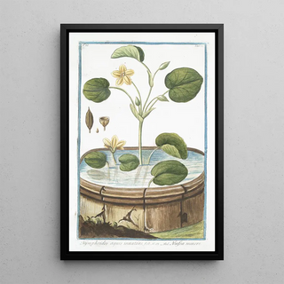 Giorgio Bonelli - Nymphoides aquis innatans Ninfea minore Water lily.webp