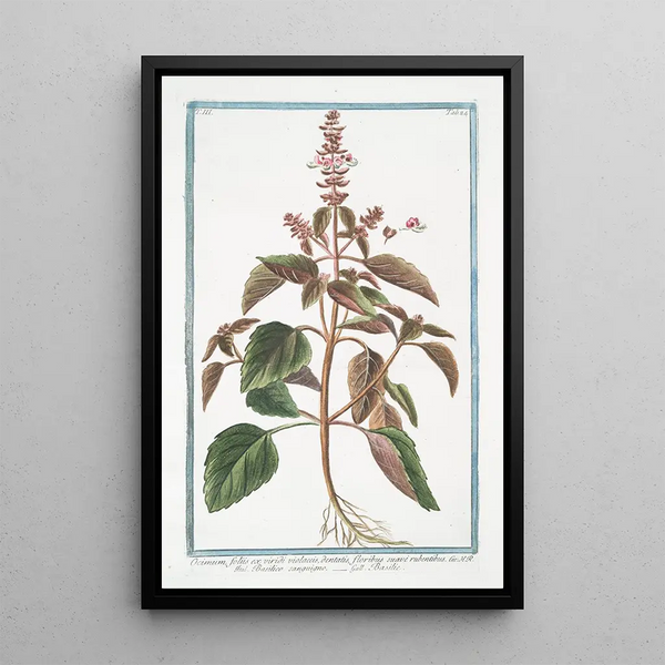 Ocimum foliis ex viridi violaceis dentatis floribus suave rubentibus Basilico sanguigno Basilic - Giorgio Bonelli — framed artwork on a wall