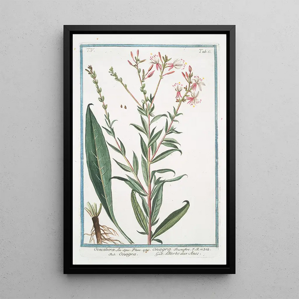 Oenothera Onagra L'Herbe aux Anes Onagre - Giorgio Bonelli — framed artwork on a wall