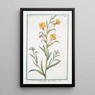 Giorgio Bonelli - Onagra Bonariensis villosa flore mutabili Onagra LHerbe aux Anex.webp