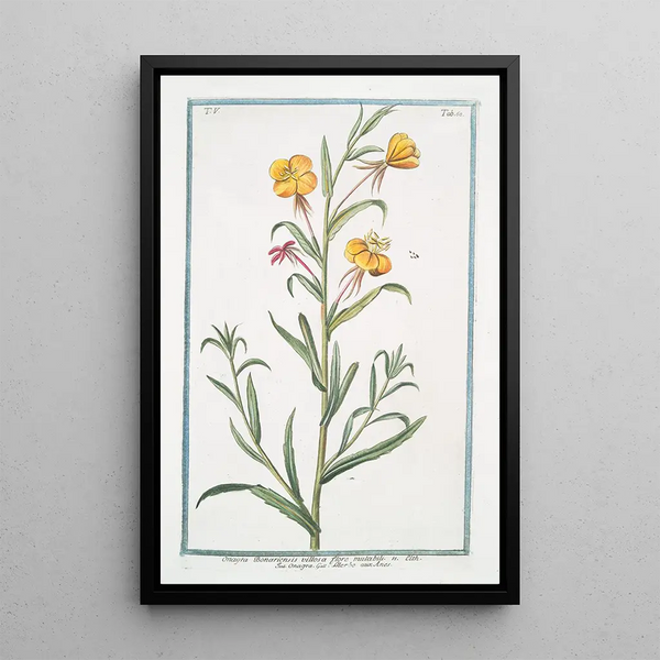 Onagra Bonariensis villosa flore mutabili Onagra L'Herbe aux Anes - Giorgio Bonelli — framed artwork on a wall