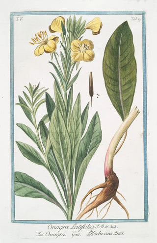 Giorgio Bonelli - Onagra latifolia Onagra LHerbe aux Anes Primerose.webp