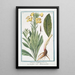 Onagra latifolia Onagra L'Herbe aux Anes - Giorgio Bonelli — framed artwork on a wall