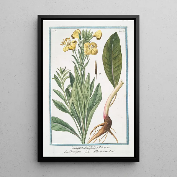 Onagra latifolia Onagra L'Herbe aux Anes - Giorgio Bonelli — framed artwork on a wall
