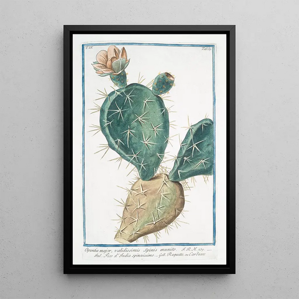 Opuntia major validissimis Spinis munito Fico d'India spinissimo Raquette ou Cardasse - Giorgio Bonelli — framed artwork on a wall