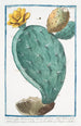 Opuntia, also known as Herbariorum Ficus Indica, with spiny leaves, larger fruit, prickly pear, or Cardasse - Giorgio Bonelli — artwork view