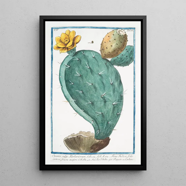 Opuntia, also known as Herbariorum Ficus Indica, with spiny leaves, larger fruit, prickly pear, or Cardasse - Giorgio Bonelli — framed artwork on a wall