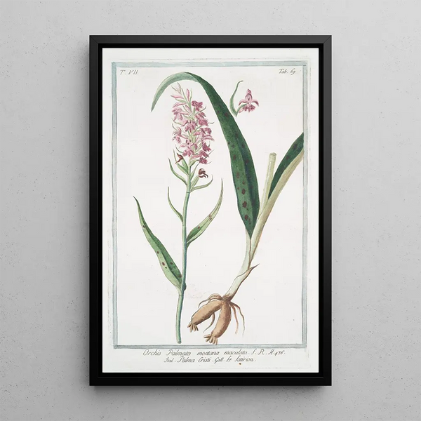 Orchis Palmata montana maculata Palma Cristi Le Satirion - Giorgio Bonelli — framed artwork on a wall