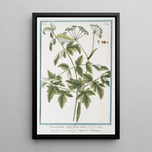 Oreoselirum Apii folio minus Apio montamo Persil de montagne - Giorgio Bonelli — framed artwork on a wall