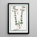 Origanum sylvestre Cunila bubula Plinii Regano e Origano Origan - Giorgio Bonelli — framed artwork on a wall