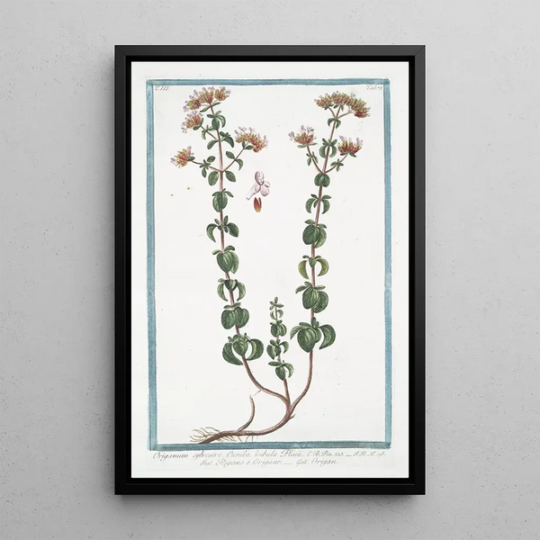 Origanum sylvestre Cunila bubula Plinii Regano e Origano Origan - Giorgio Bonelli — framed artwork on a wall