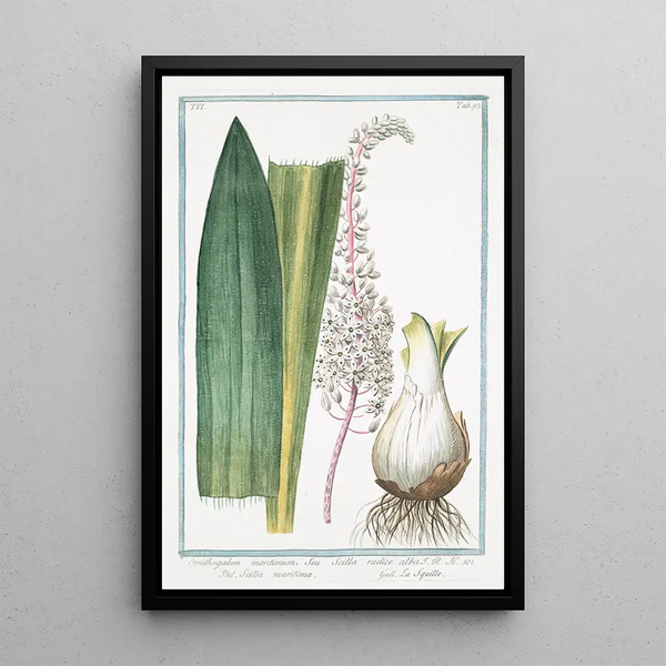 Ornithogalum maritimum or White Sea Squill - Giorgio Bonelli — framed artwork on a wall