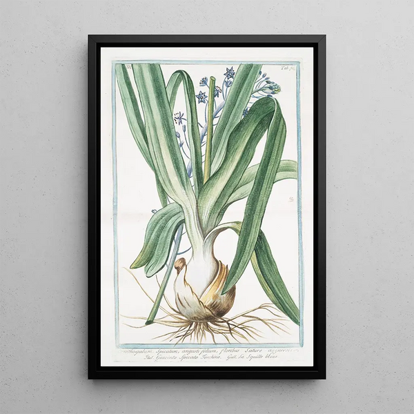 Ornithogalum spicatum angustifolium flower with azure satyr azzurreis Giacinto spicato torchino La Squille blue - Giorgio Bonelli — framed artwork on a wall