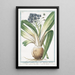 Ornithogalum umbellatum majus or Hyacinthus Peruvianus Giacinto del Per La Squille - Giorgio Bonelli — framed artwork on a wall