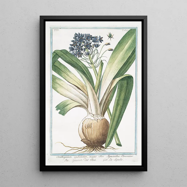 Ornithogalum umbellatum majus or Hyacinthus Peruvianus Giacinto del Per La Squille - Giorgio Bonelli — framed artwork on a wall