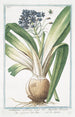 Ornithogalum umbellatum majus or Hyacinthus Peruvianus Giacinto del Per La Squille - Giorgio Bonelli — artwork view