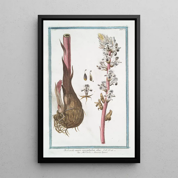 Orobanche major caryophylum olens Malerba e Amazza legumi Orobanche - Giorgio Bonelli — framed artwork on a wall