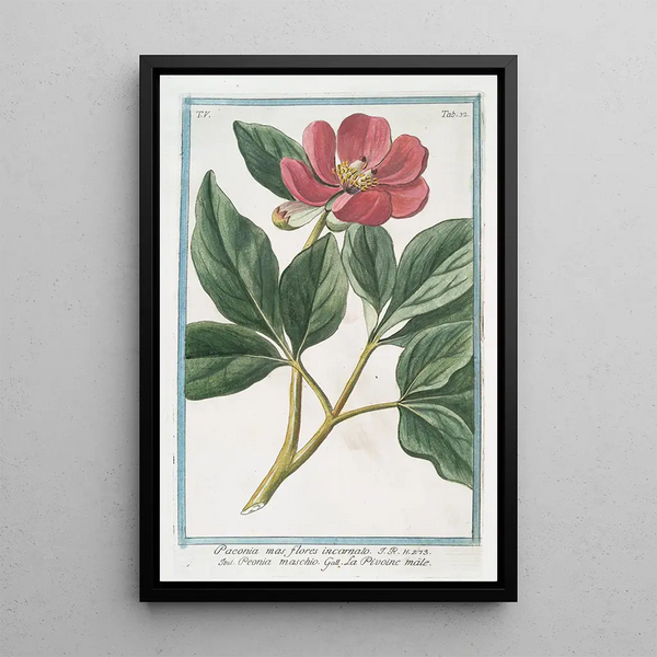 Paeonia mas flores incarnato Pivoine mâle - Giorgio Bonelli — framed artwork on a wall