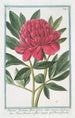 Paoenia foemina flore pleno rubro mojore Peony female - Giorgio Bonelli — artwork view