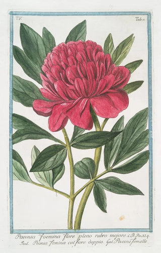 Giorgio Bonelli - Paoenia foemina flore pleno rubro mojore Peonia femina col Fiore dopio Pivoine femelle Peony.webp