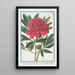 Paoenia foemina flore pleno rubro mojore Peony female - Giorgio Bonelli — framed artwork on a wall